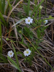 Stellaria borealis