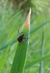 Ixodes ricinus