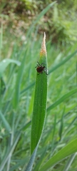 Ixodes ricinus