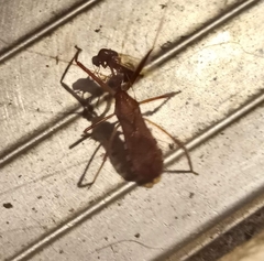 Rocconota annulicornis