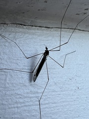 Dicranomyia