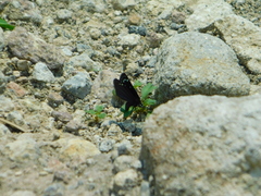 Pholisora mejicanus
