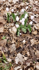 Sanguinaria canadensis