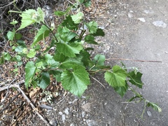 Vitis arizonica