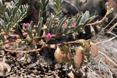 Astragalus wootonii
