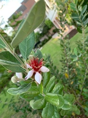 Feijoa