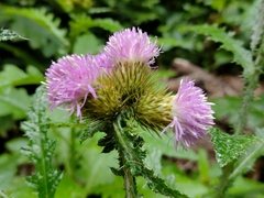 Carduus clavulatus