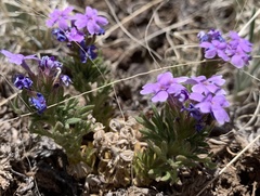 Glandularia latilobata