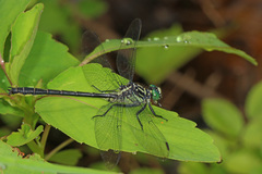 Stenogomphurus rogersi