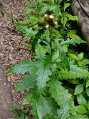 Carduus clavulatus