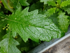 Carduus clavulatus