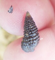 Cerithium lutosum