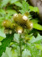 Carduus clavulatus