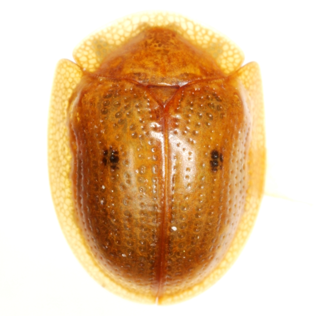 Strongylocassis atripes