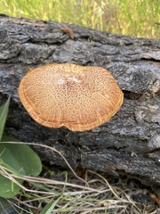 Gymnopilus thiersii