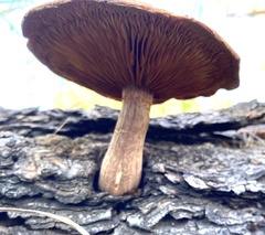 Gymnopilus thiersii