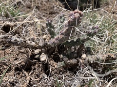 Cylindropuntia whipplei