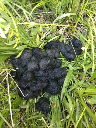 iNaturalist observation photo of American Black Bear
