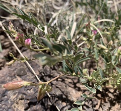 Astragalus wootonii