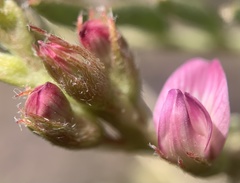 Astragalus wootonii