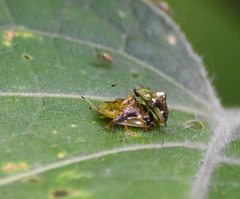 Helocassis testudinaria