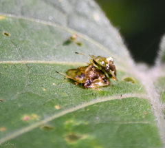 Helocassis testudinaria