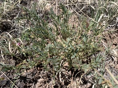 Astragalus wootonii