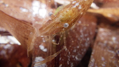 Leander tenuicornis