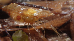 Leander tenuicornis