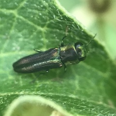 Agrilaxia texana