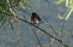 Malurus assimilis assimilis