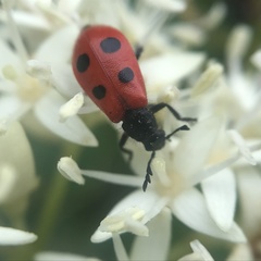 Pelonides quadripunctata