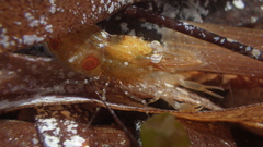 Leander tenuicornis