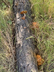 Gymnopilus thiersii