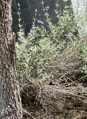 Sceloporus occidentalis