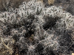 Cylindropuntia whipplei