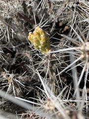 Cylindropuntia whipplei