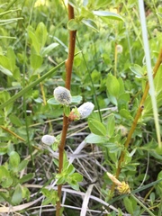 Salix eastwoodiae
