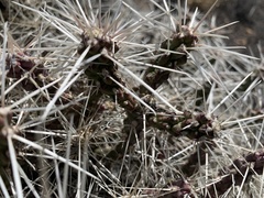 Cylindropuntia whipplei