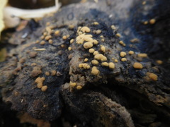 Sphaerosporium lignatile