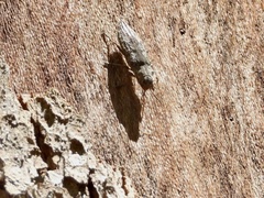 Texania campestris