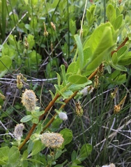 Salix eastwoodiae