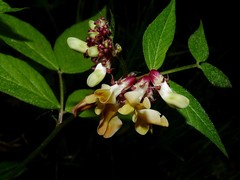 Vicia oroboides