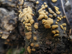 Sphaerosporium lignatile