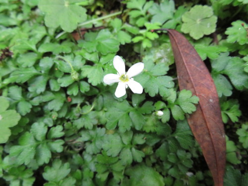 Ellisiophyllum pinnatum iNat (1)