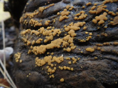 Sphaerosporium lignatile