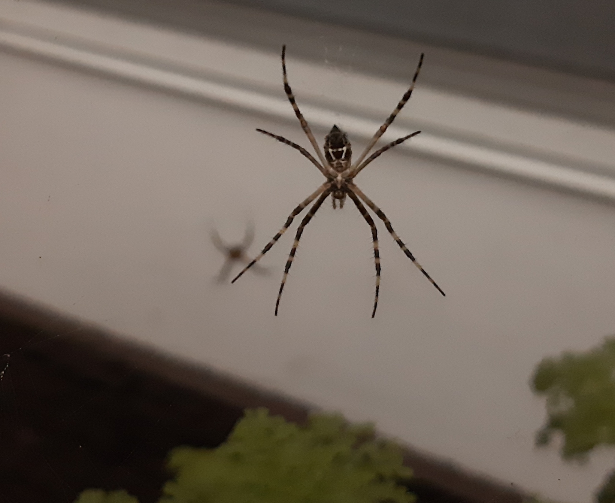 Argiope argentata image