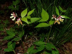 Vicia oroboides