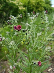 Cynoglossum officinale