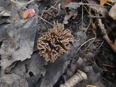 Thelephora caryophyllea